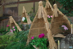 牡丹咲く庭園 ④