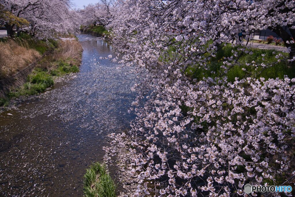 五条川散策 ③