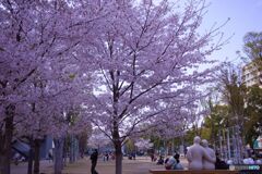 憩いの場／桜の下で
