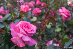 薔薇園 散策 ⑤