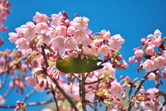大寒桜にメジロ ③