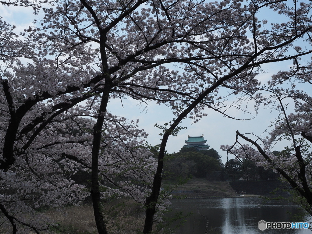 名古屋城の桜３
