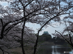 名古屋城の桜３