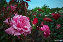鶴舞公園の薔薇③
