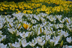 千種公園の百合 2025 ⑤