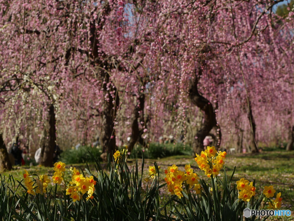 満開の枝垂れ梅１
