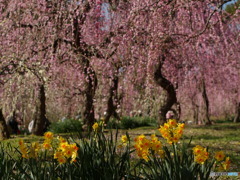 満開の枝垂れ梅１