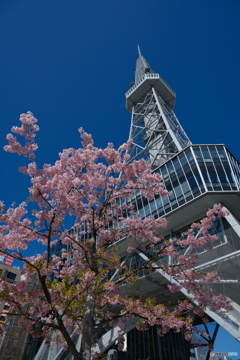 早咲きの桜とテレビ塔 ①