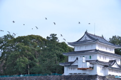 お堀のユリカモメ ⑤