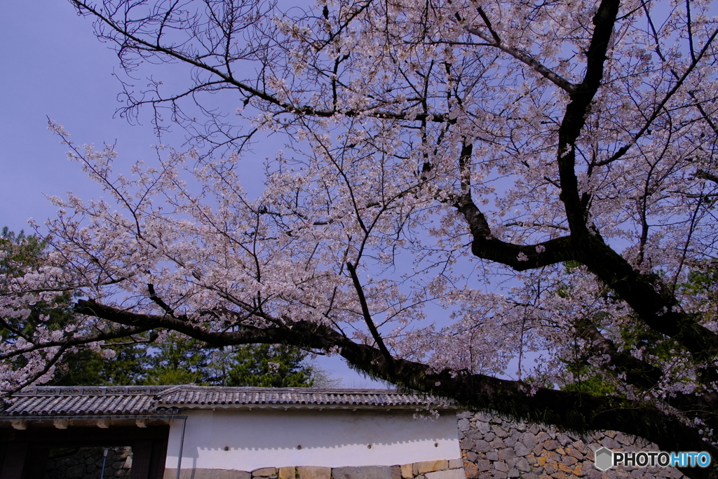 桜 × 名古屋城 　さくらまつり ③
