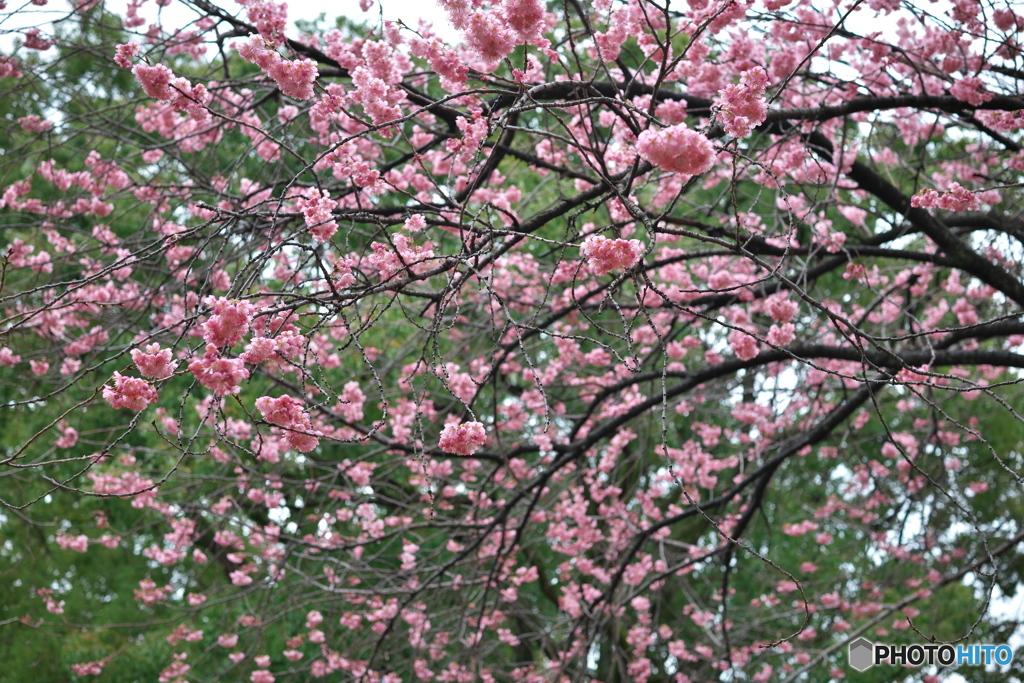 雨上がりの大寒桜 ⑤