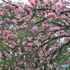 雨上がりの大寒桜 ⑤