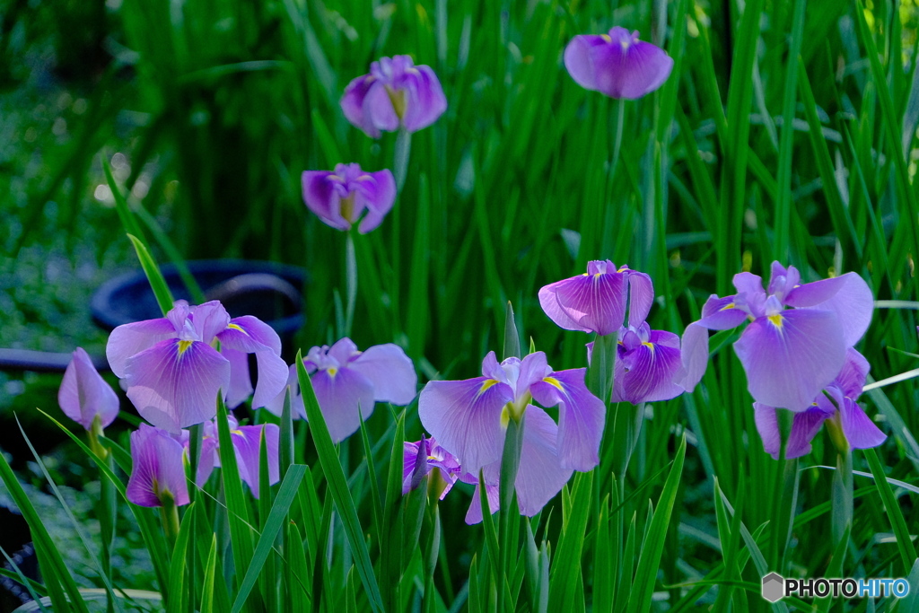 徳川園の花菖蒲 2024 ③