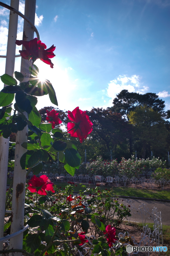 秋晴れの薔薇園 ⑧