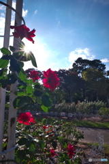 秋晴れの薔薇園 ⑧