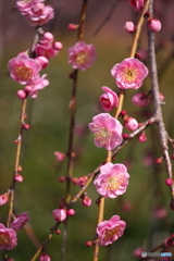 枝垂れ梅 開花 ⑤