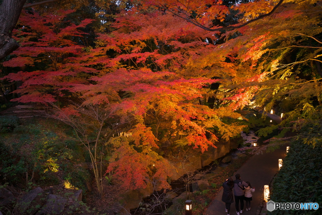 徳川園 紅葉ライトアップ ②