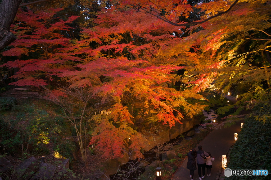 徳川園 紅葉ライトアップ ②