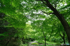 徳川園 新緑散歩 ①