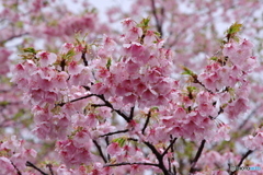 春の雨１