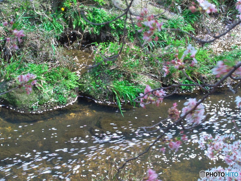川面に散る桜 ⑤