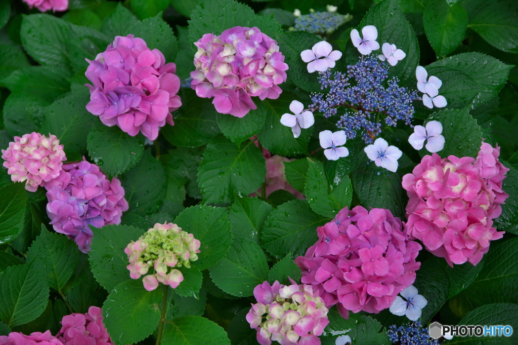 雨の紫陽花 ⑨ 輪になって