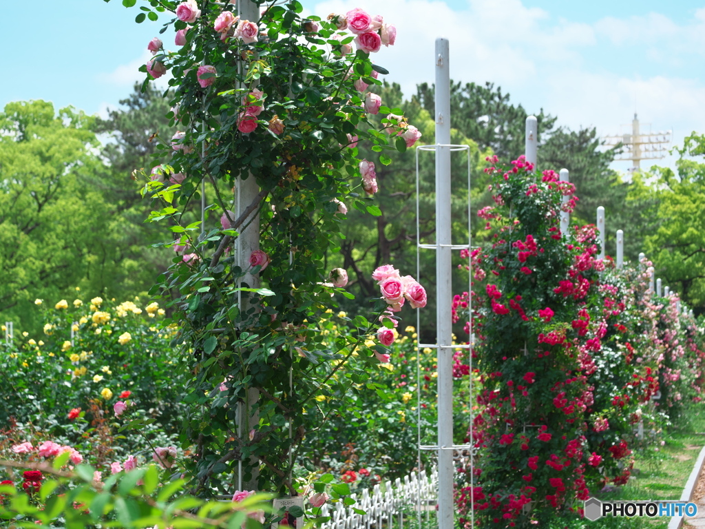 鶴舞公園の薔薇 2023 ⑤