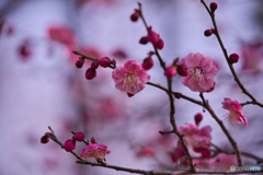 紅梅香る