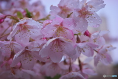 雨上がり ①