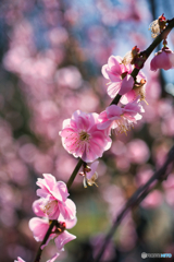 枝垂れ梅 満開 ②