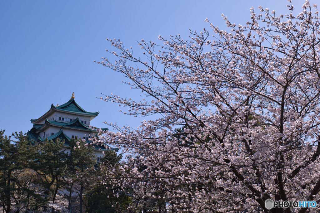 名古屋城 さくらまつり ④