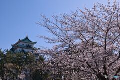 名古屋城 さくらまつり ④