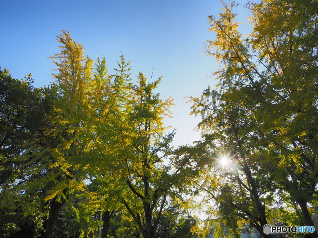 午後の陽と黄葉２