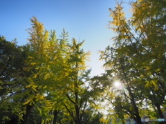 午後の陽と黄葉２