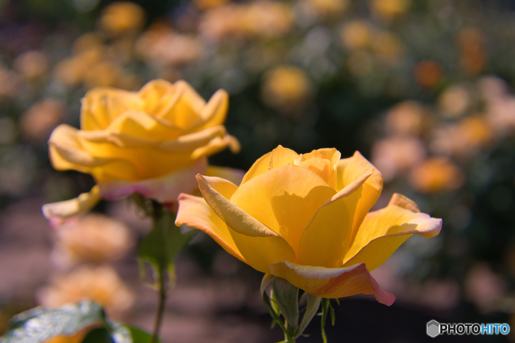薔薇園 散策 ④