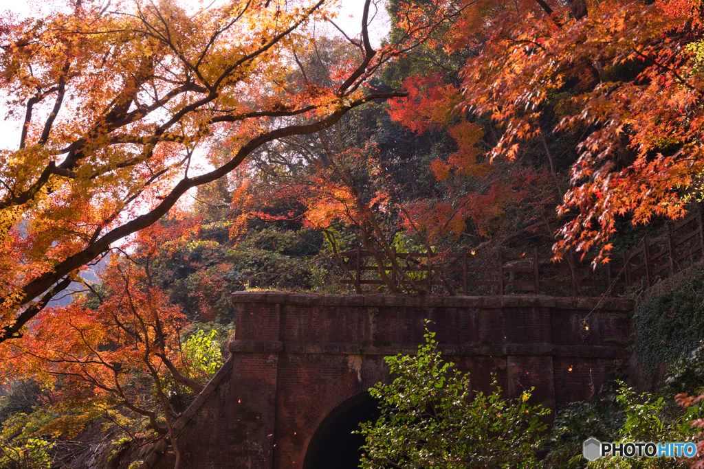 紅葉の愛岐トンネル群を歩く ⑨