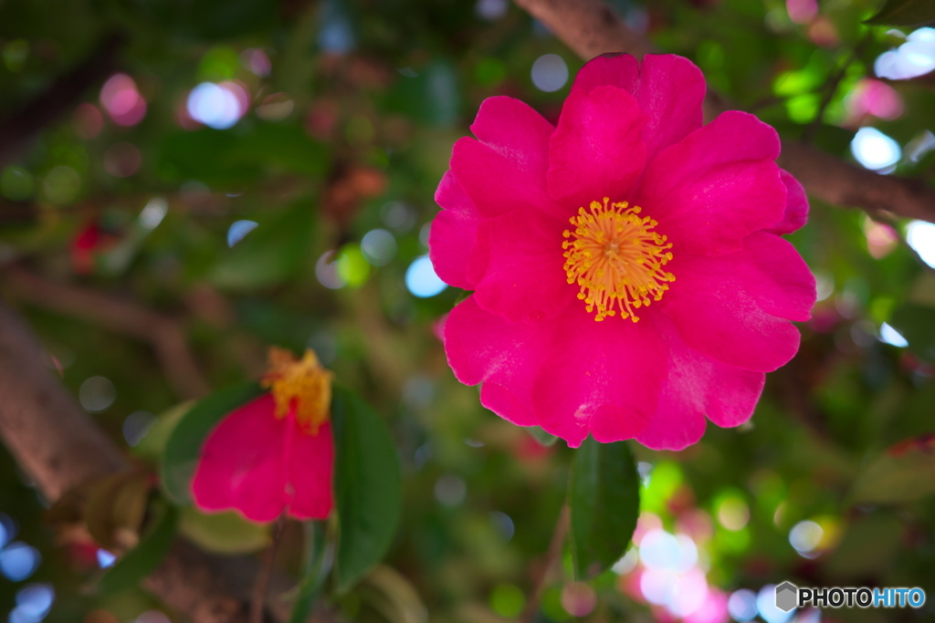 名城公園 山茶花 ③