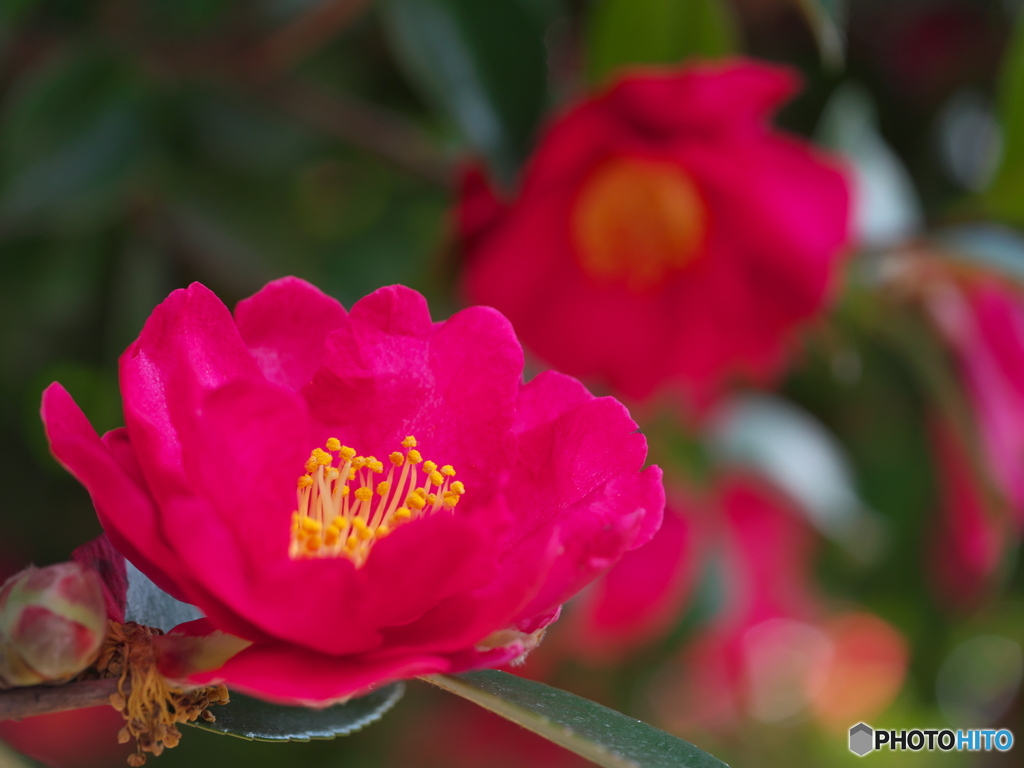 名城公園 山茶花 ②