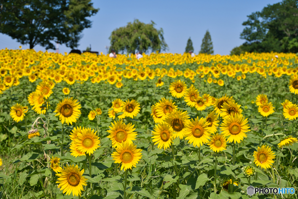 愛知牧場の夏 ③