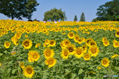 愛知牧場の夏 ③