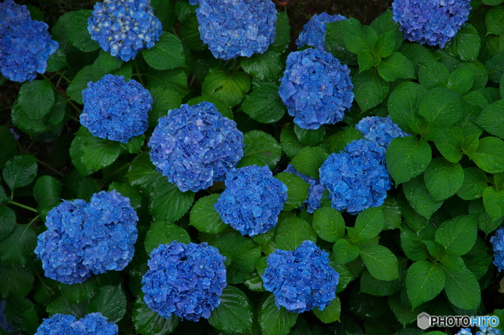 雨の紫陽花 ②