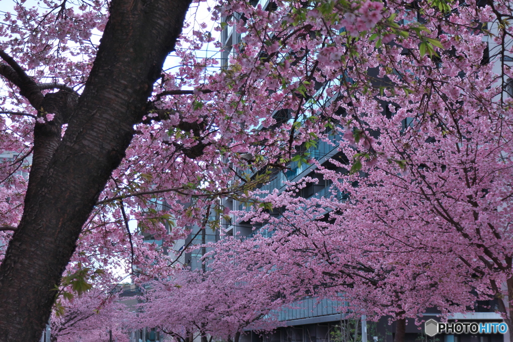 桜色の街 ④