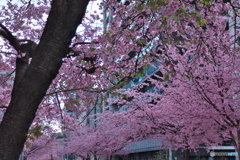 桜色の街 ④