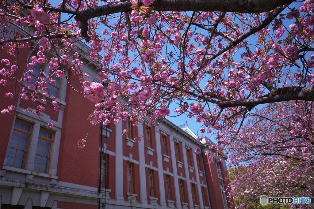 里桜 満開 ④