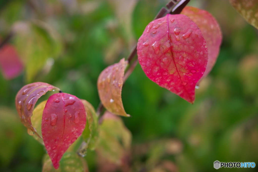 秋～雨上がりの散歩 ③