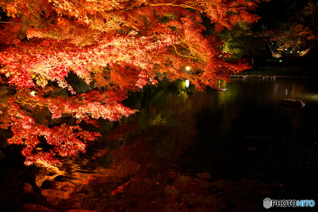 徳川園 紅葉ライトアップ ⑦