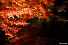 徳川園 紅葉ライトアップ ⑦