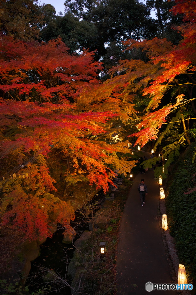 徳川園 紅葉ライトアップ ③