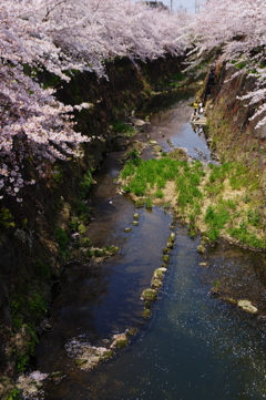 山崎川 散策５