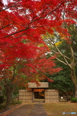 三之丸庭園の紅葉 ③